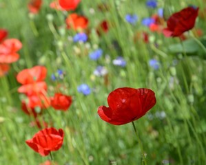 Leuchtend rote Mohnblumen in Wiese mit Kornblumen in Blau