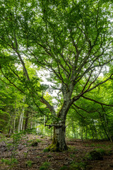 balade en forêt