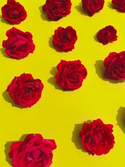 Bright red roses on a yellow background