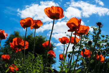the poppies against a blue sky with clouds