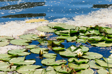 European white water lily (Nymphaea alba) in a lake
