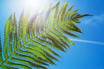 Fototapeta na wymiar fern leaf on blue sky