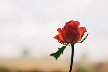 red rose on a green background