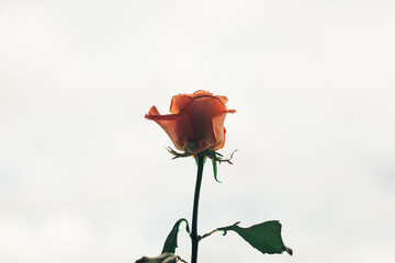 single red rose шт blur