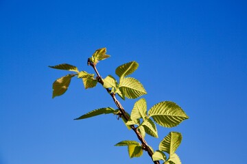 green leaves against blue sky