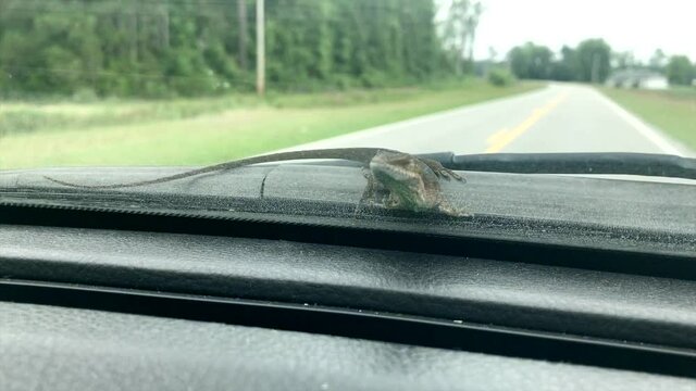 One small lizard rides on windshield of moving car traveling on countryside rural road, handheld close up