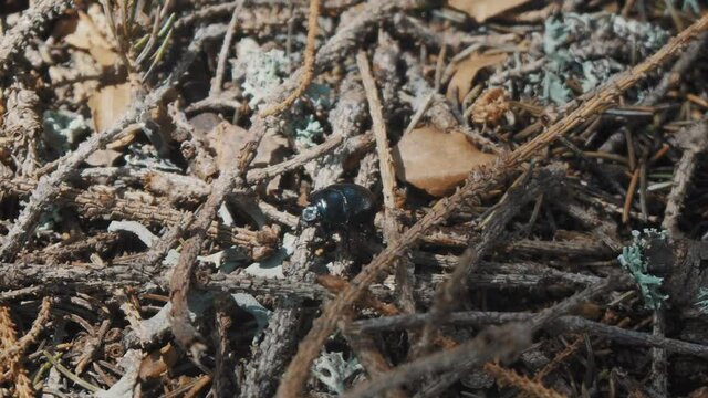 A manure beetle stands on pine thorns