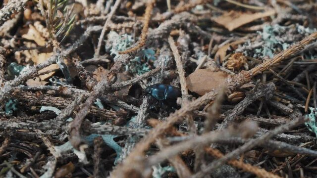 A manure beetle stands on pine thorns
