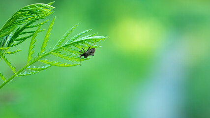 Grey shield bug sitting on the green leaf.