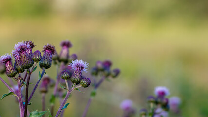 Group of welted thistle (carduus) flowers on the meadow