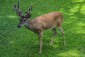 Naklejka na ściany i meble Male deer young buck