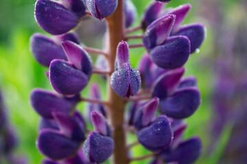Purple lupine flower with dew drops.