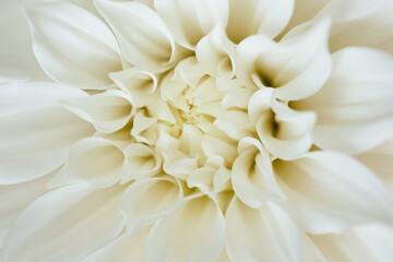 White chrysanthemum flower close up