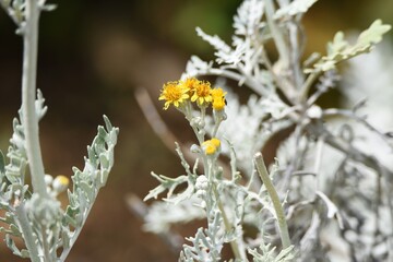 Dusty miller (Senecio cineraria) is an Ornamental foliage plant of Asteraceae perennial plant.