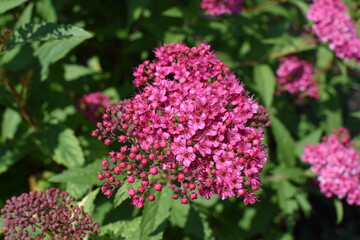 A closeup of pink flowers
