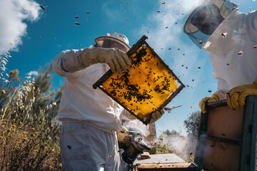 Beekeepers working to collect honey. Organic beekeeping concept. - obrazy, fototapety, plakaty