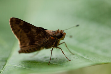 BORBOLETA