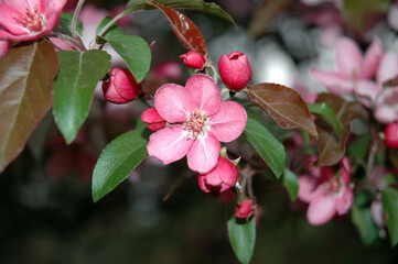 Pink flowers of a blossoming tree on a blurred background.