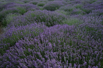 Obraz na płótnie Canvas field of lavender