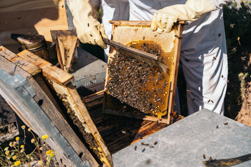 Beekeepers working to collect honey. Organic beekeeping concept.