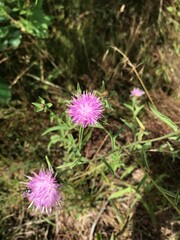 pretty pink spiky wild flower