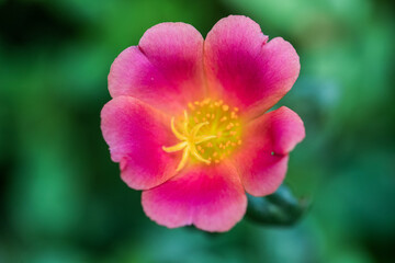 Fototapeta premium PLANTAS DO CERRADO