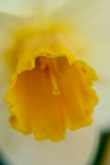 yellow flower petals