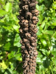 close up of a dried wild plant 
