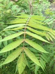 close up of light green fern-like plant