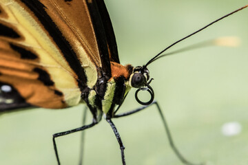 BORBOLETA