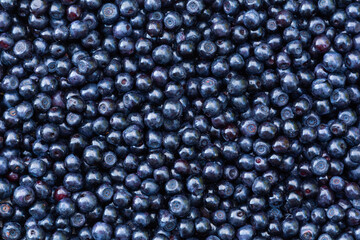 Blueberries. Background from fresh blueberries. Top view