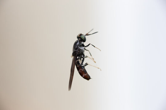 ABELHA