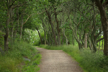 Dirt road surrounded by oak trees with foliage