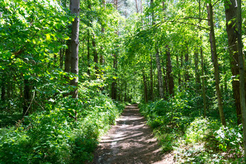 Hiking trail in the Ichalkovsky forest