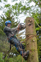 A Tree Surgeon or Arborist using a chainsaw to cut down a tree stump. - 361623479