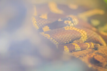 The desert kingsnake (Lampropeltis splendida) is a species of kingsnake native to Texas, Arizona and New Mexico. It is nonvenomous, colored yellow and black