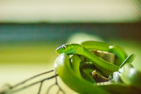 Boiga cyanea (Green Cat Snake) is a species of snakes in the family colubrid snakes. It is found in the Indo-Malayan Realm