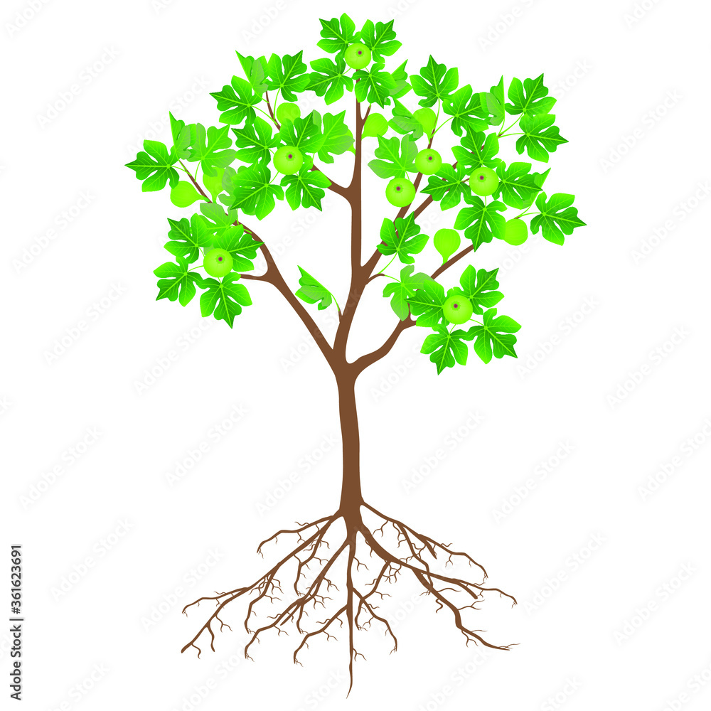 Canvas Prints fig tree with flowers and roots on a white background.