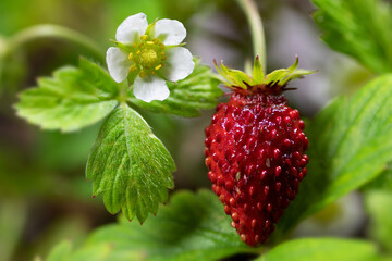 Fragaria vesca 'Reine des Vallées