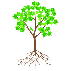 Fototapeta premium Fig tree with flowers and roots on a white background.