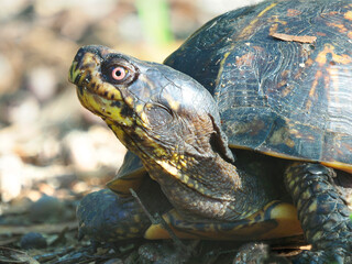 Close-up Focus Stacked Portrait of a Mature Male Eastern Box Turtle