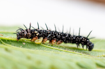 Parasitic wasp larvae emerging from a live peacock butterfly caterpillar