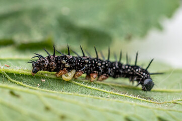 Parasitic wasp larvae emerging from a live peacock butterfly caterpillar