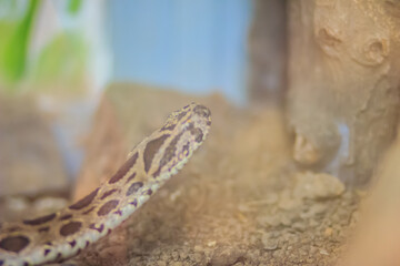 Daboia siamensis (Eastern Russell's viper, Siamese Russell's viper) is a venomous viper species that is endemic to parts of Southeast Asia, southern China and Taiwan.