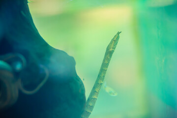 Cute Tentacled snake (Erpeton tentaculatum) in the water. The tentacled snake or tentacle snake, is a rear-fanged aquatic snake native to South-East Asia.