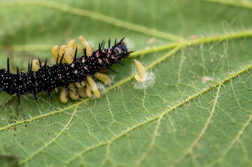Parasitic wasp larvae emerging from a live peacock butterfly caterpillar