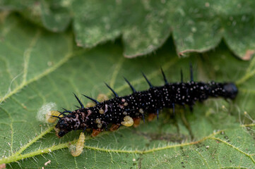 Parasitic wasp larvae emerging from a live peacock butterfly caterpillar