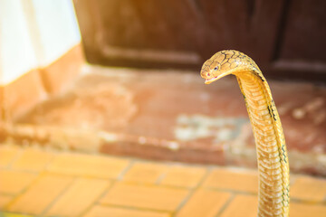 King cobra (Ophiophagus hannah) the world's largest venomous snake. King cobras are impressively...