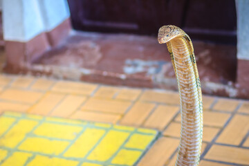 King cobra (Ophiophagus hannah) the world's largest venomous snake. King cobras are impressively...