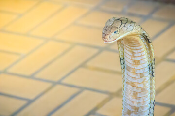 King cobra (Ophiophagus hannah) the world's largest venomous snake. King cobras are impressively...